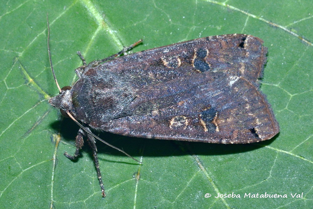 Eteroceri del mese di aprile, dal confino